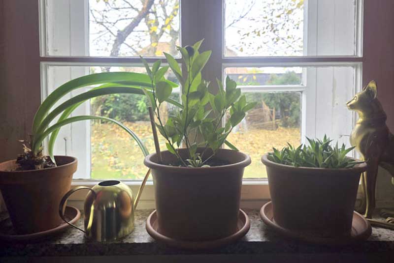 Grüne Oasen schaffen mit pflegeleichten Pflanzen